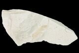 Miocene Pea Crab (Pinnixa) Fossil - California #141605-1